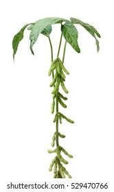 Fresh Harvested Soybean (edamame) Plant Isolated On White Background