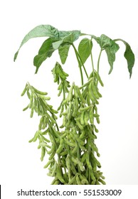 Fresh Harvested Soybean (edamame) Plant Isolated On White Background