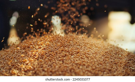 Fresh harvested Wheat seeds falling from tractor machine on the ground. Heap of wheat grains close up shot in field. Indian farming, harvesting concept. Golden grains of common Triticum aestivum - Powered by Shutterstock