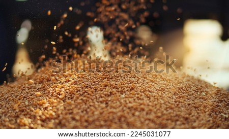 Fresh harvested Wheat seeds falling from tractor machine on the ground. Heap of wheat grains close up shot in field. Indian farming, harvesting concept. Golden grains of common Triticum aestivum
