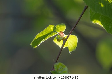  fresh hazelnut leaf sparkles in the sun - Shutterstock ID 1380871493