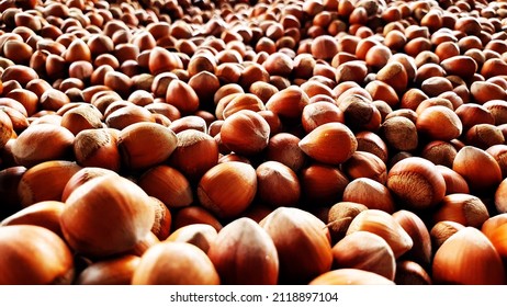 
Fresh Hazelnuts At Threshing Floor.