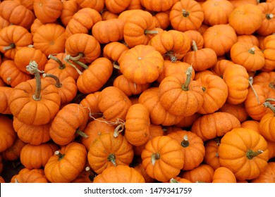 Fresh healthy bio pumpkins on farmer agricultural market at autumn. Healthy food.