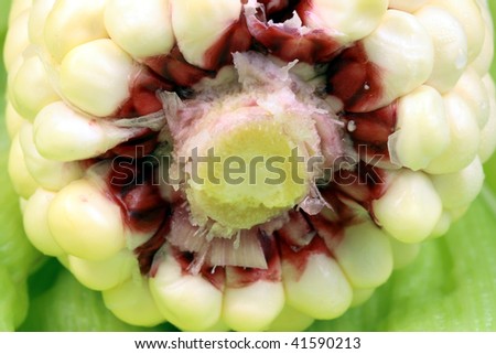 Similar – Image, Stock Photo All kinds of vegetables