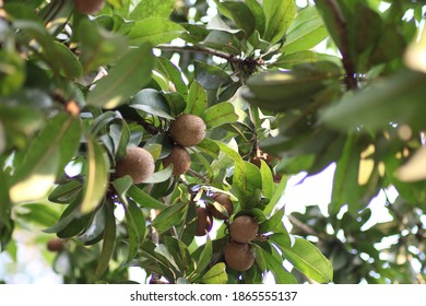Fresh healthy fruits in the tree