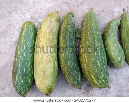 fresh and healthy green ridge gourd isolated on white background The green fruit of Bunch Sponge Gourd, Sponge gourd, Smooth loofah, Vegetable sponge, Gourd towel (Luffa cylindrica)
