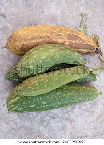 fresh and healthy green ridge gourd isolated on white background The green fruit of Bunch Sponge Gourd, Sponge gourd, Smooth loofah, Vegetable sponge, Gourd towel (Luffa cylindrica)