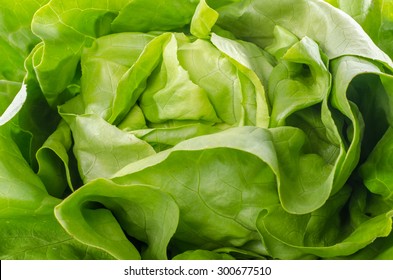 Fresh heart of lettuce, closeup