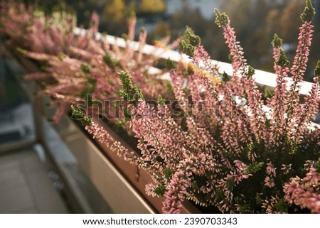 Fresh heather flowers growing outdoors on the balcony in autumn