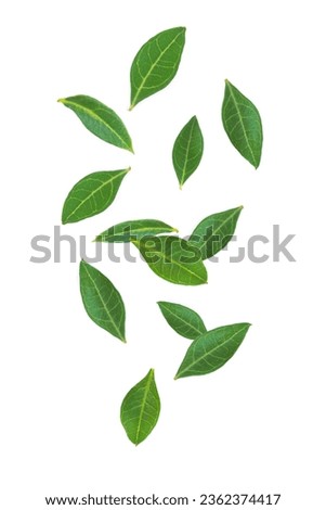 Fresh henna leaf (Lawsonia inermis) flying in the air isolated on white background.