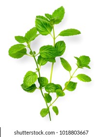 Fresh Herb, Green Peppermint Isolated On White