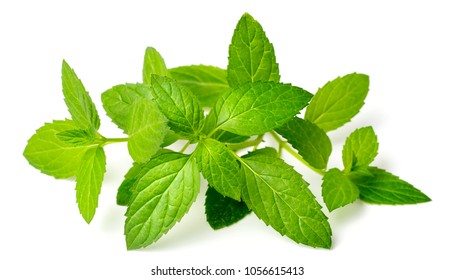 Fresh Herb Fresh Peppermint Isolated On Stock Photo 1056615413 ...