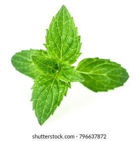 Fresh Herb, Peppermint Leaves Isolated On White