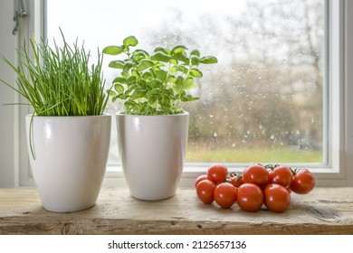 Fresh Herbs, Chives And Basil In White Plant Pots And Tomatoes At The Kitchen Window On A Rainy Day, Selected Focus, Narrow Depth Of Field