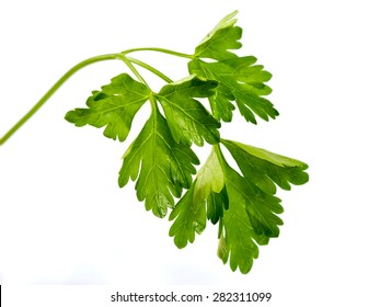 Fresh Herbs: Cilantro On A White Background