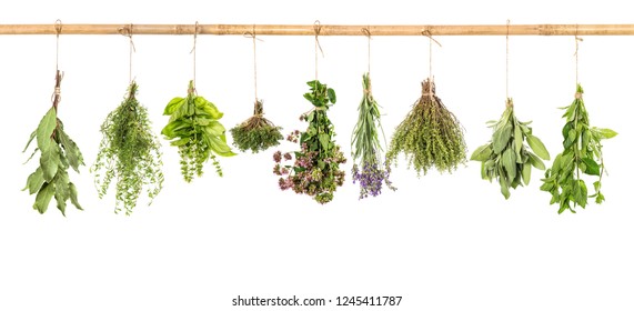 Fresh Herbs Hanging Isolated On White Background. Bundle Of Basil, Sage, Thyme, Mint, Bay Laurel, Marjoram, Lavender