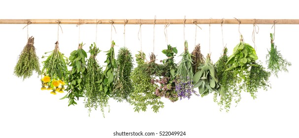 Fresh herbs hanging isolated on white background. Basil, rosemary, sage, thyme, mint, oregano, dill, marjoram, savory, lavender, dandelion.   - Shutterstock ID 522049924
