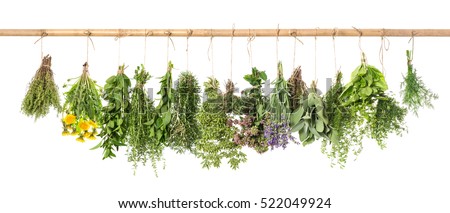 Fresh herbs hanging isolated on white background. Basil, rosemary, sage, thyme, mint, oregano, dill, marjoram, savory, lavender, dandelion.  