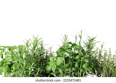 fresh herbs isolated on white background - Shutterstock ID 2232472481