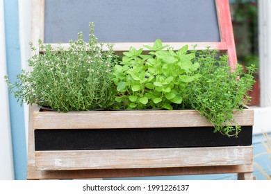 Fresh herbs on balcony garden in pots. Mixed Green fresh aromatic herbs - melissa, mint, thyme, basil, parsley in pots. Kitchen herb plants in wooden box in home. Aromatic spices Growing in home. 