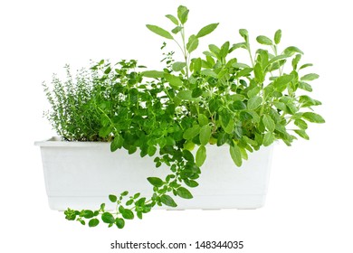 Fresh Herbs In Planter, Thyme, Oregano And Sage , Isolated On White