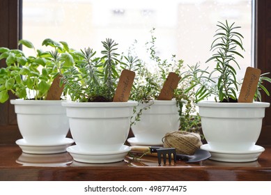 Fresh Herbs In Pot On Windowsill. Shallow Dof