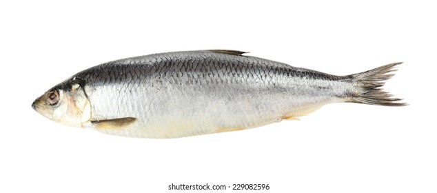 Fresh Herring Fish Isolated On White