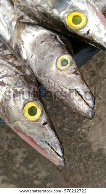 Fresh Herring Fish Wet Market Bau Stock Photo Edit Now 570212722