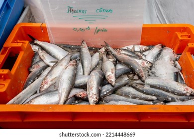 Fresh Herring Sold On Display