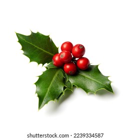 Fresh holly leaves with red berries on white background.  Winter natural decoration  - Powered by Shutterstock