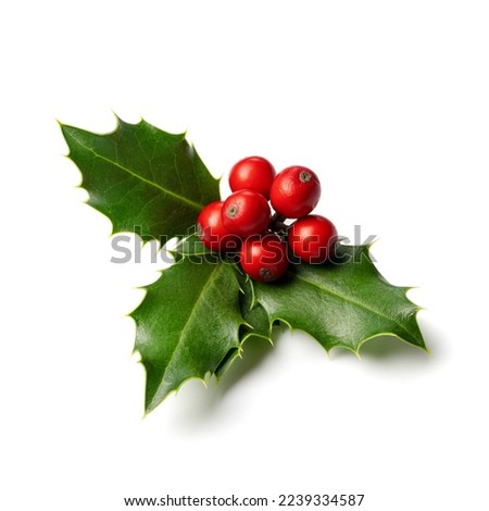 Fresh holly leaves with red berries on white background.  Winter natural decoration 