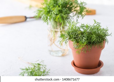 Fresh Homegrown Organic Dill With Roots In Ceramic Pot On Gray Background, Plant, Home Gardening, Close Up, Selective Focus