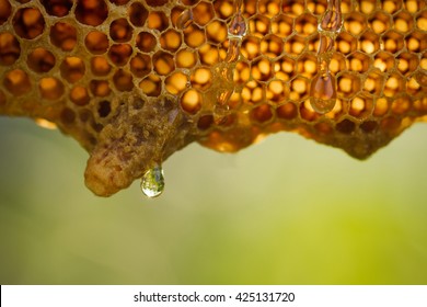 fresh honey in comb
