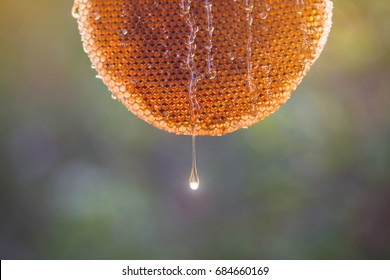 Fresh Honey In Comb. Honeycomb With Honey And Young Bee Nature Background.