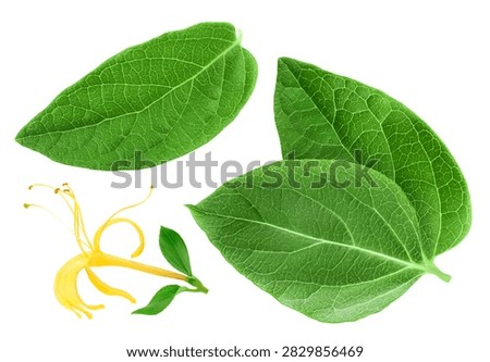 Fresh honeysuckle leaf isolated on white background with full depth of field. Top view. Flat lay.