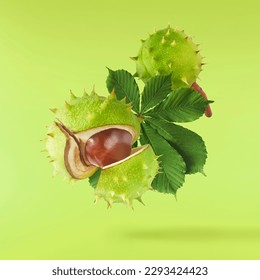 Fresh Horse Chestnut with leaves falling in the air isolated on green background, zero gravity conception, High resolutin image. - Shutterstock ID 2293424423