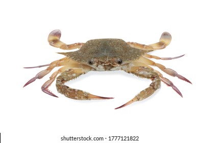 228,876 Crab fresh Images, Stock Photos & Vectors | Shutterstock