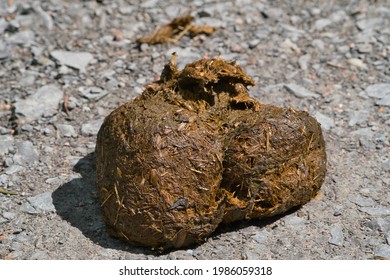 Fresh Horse Droppings Lying On Path Stock Photo 1986059318 | Shutterstock