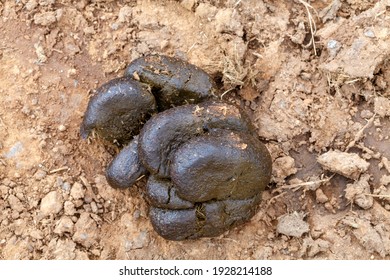 Fresh Horse Excrement On Ground Stock Photo 1928214188 | Shutterstock