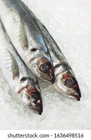 FRESH HORSE MACKEREL Trachurus Trachurus ON ICE 