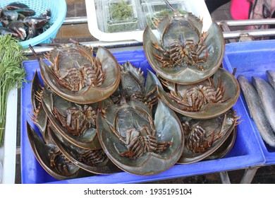 Fresh Horseshoe Crab or Limulus polyphemus lies upside down on shelf basket are raw material used for cooking on basket shelf in Market place. Texture background of fresh food. Cha-Am Beach, Thailand