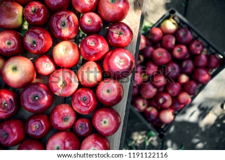 A lot of fresh horvest red apples from the tree in the garden. Juicy bright red apples in the box. 