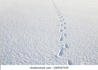 Fresh human boots footprints in white, fresh snow. Sunny, chilly winter day. Empty place for text, quote or sayings.