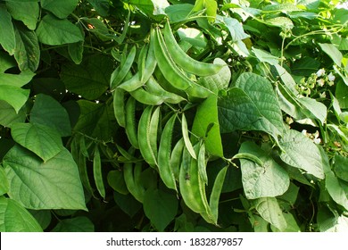 Fresh Hyacinth,valor Beans Indian Vegetable On Plant 