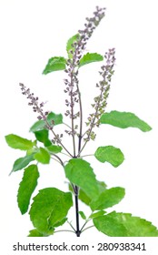 Fresh Indian Holy Basil Tulsi Leaves Stock Photo 280938341 | Shutterstock