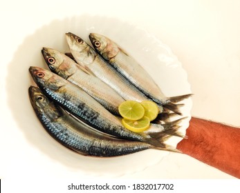 Fresh Indian Oil Sardine (Sardinella Longiceps) Isolated On White Background. Man Holding Fish On Hand/fish On Bowl. Indian Man Holding Fish With Hand