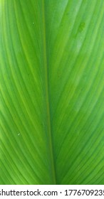 Fresh Indian Turmeric Leaf With Leaf Vain