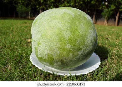 Fresh Indian vegetable called Ash gourd. Isolated on outdoor background. - Powered by Shutterstock