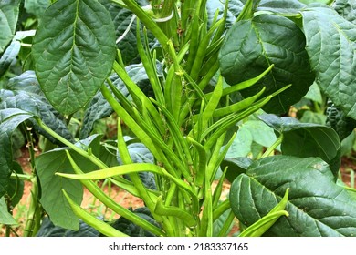  fresh indian vegetable green cluster beans or guar beans on plant in garden selective focus - Shutterstock ID 2183337165