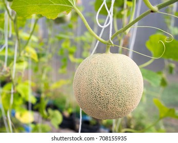 527 Japanese Melon In Green House Farm Images, Stock Photos & Vectors ...